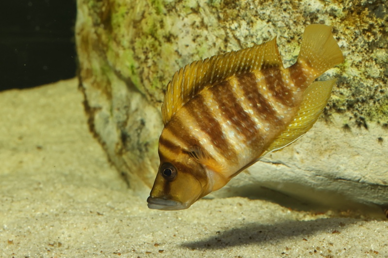 Altolamprologus compressiceps 'Talama'